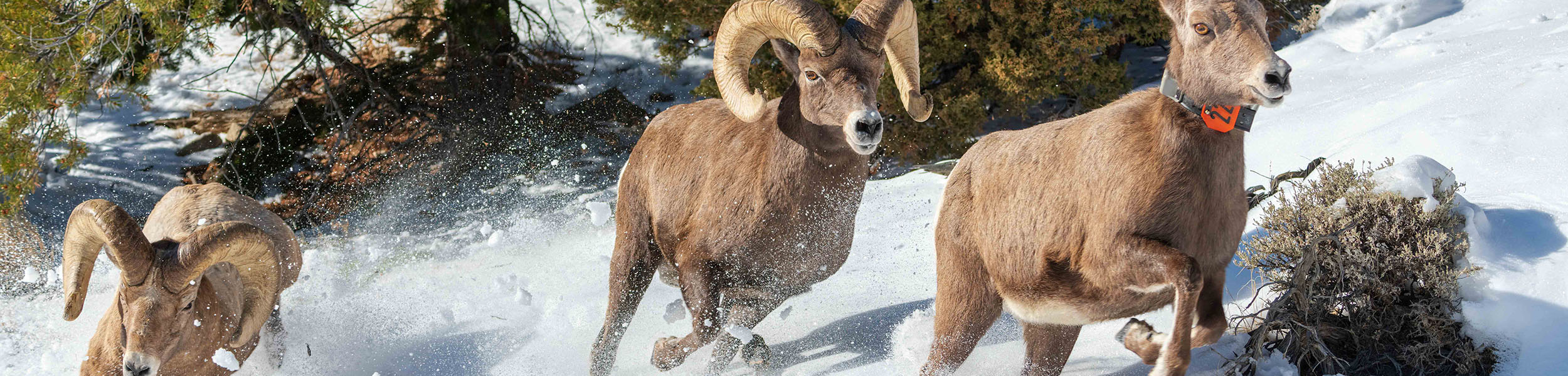 Three bighorns running through the trees with a collared ram chasing a ewe by Bill Sincavage